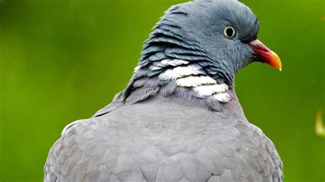 Common wood pigeon call, (Columba palumbus) - YouTube