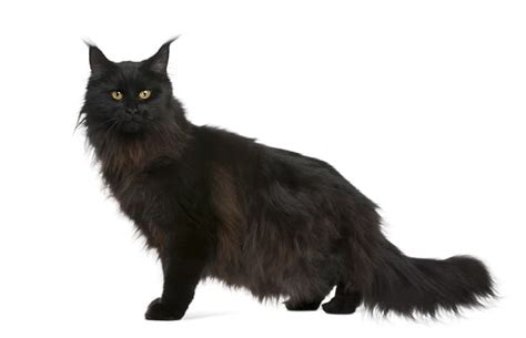 Black Maine Coon Cat Breed Info: Pictures, Traits & Facts - Catster