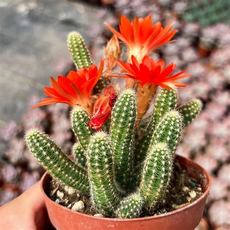 M.D. FARM AND NURSERY| live flowering cactus plant ,peanut cactus, Echinopsis chamaecereus with ...