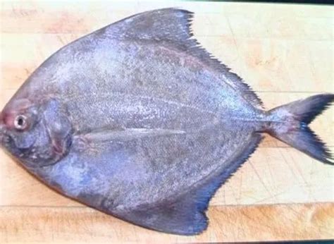 Monosex Tilapia Fish & Paplet Fish Exporter from Kolhapur