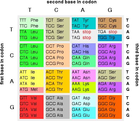 Rewriting The Genetic Code | Science 2.0