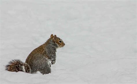 Squirrel in the Snow – An Enchanted Place