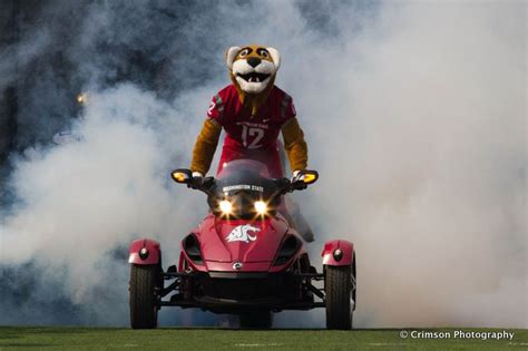 Butch T. Cougar #mascot #WSU #GoCougs #Wazzu | Cougar Spirit | Pinterest