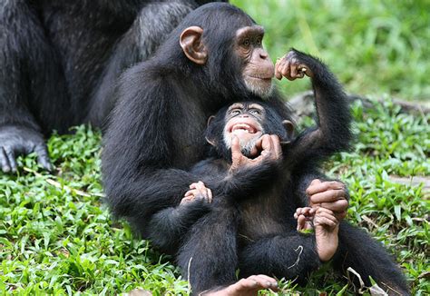 Chimpanzee Behavior - Fact about how Chimps Behave