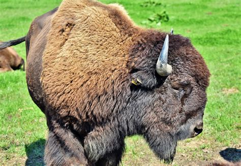 Download free photo of Bison, buffalo, horns, american bison, wild ...