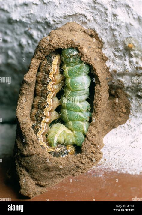 POTTER WASP nest opened Eumenes sp. showing paralysed Bollworm ...