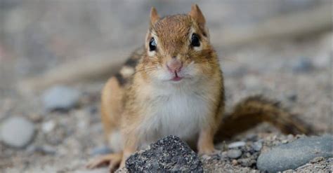 Chipmunk Poop: How To Tell If You're Looking At Chipmunk Poop