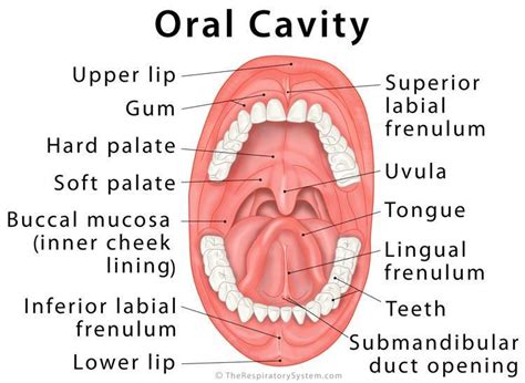 19 Dental anatomy ideas in 2022 | dental anatomy, dental, dental ...