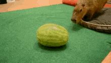 Capybara Eating GIF - Capybara Eating Watermelon - Discover & Share GIFs