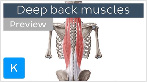 Back Muscles Anatomy Labeled