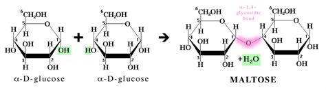 What are dehydration synthesis reactions? + Example