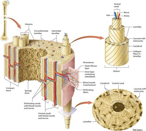 Module 6.2 Microscopic Structure of Bone Tissue | Structure of bone, Anatomy bones, Arteries anatomy