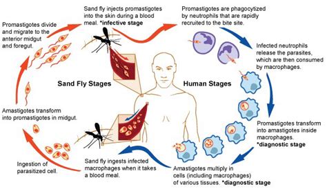 Life cycle of Leishmania parasites showing the sand fly and human ...