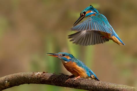 Kingfisher Bird Facts | Anatomy, Diet, Habitat, Behavior