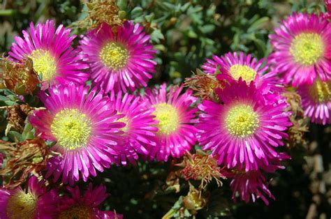 Purple Asters in the Garden Photograph by Teresa Stallings - Fine Art ...