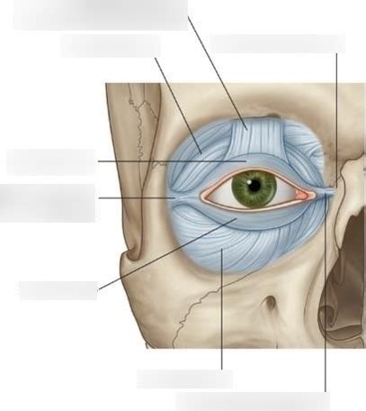 Orbital Septum Diagram | Quizlet