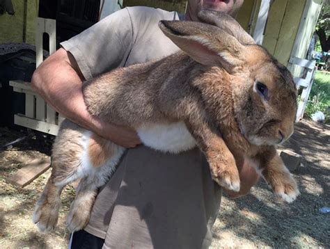 A Flemish Giant Rabbit