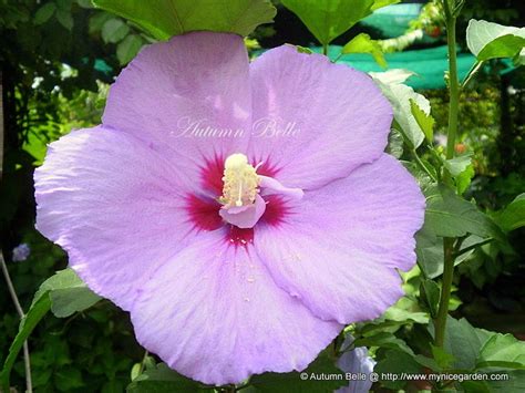 My Nice Garden: Hibiscus syriacus, The National Flower of South Korea