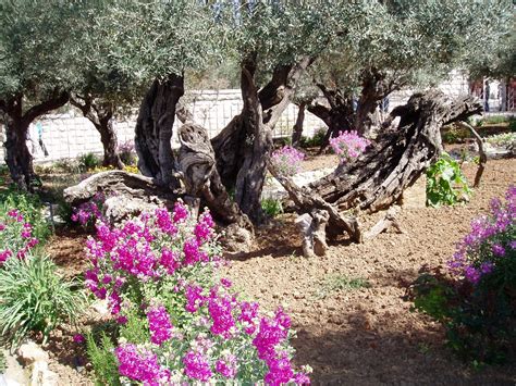 Ancient olive tree in the Garden of Gethsemane - Jerusalem Places Around The World, Around The ...