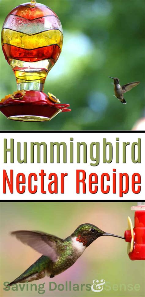 Easy Hummingbird Food Recipe - Saving Dollars & Sense