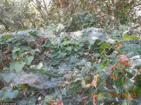 Thousands of rare spiders spin a gigantic web through Texas park | Daily Mail Online