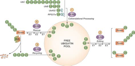 Ubiquitin C gene: Structure, function, and transcriptional regulation