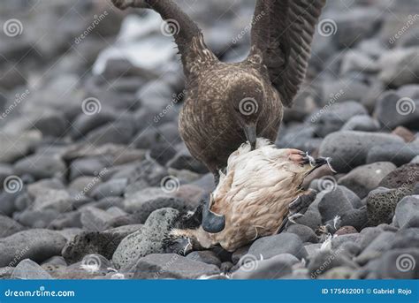 Antartic Skua, South Polar Skua, Preying on an AdÃ©lia Penguin, Stock Image - Image of ...