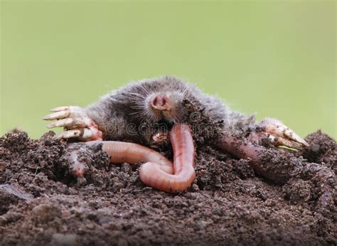 Mole eating earthworm stock image. Image of mole, close - 33547691