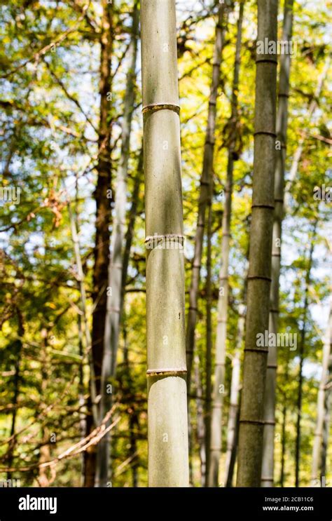 Bamboo forest with close up of tall bamboo grass Stock Photo - Alamy