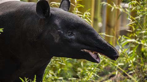 Malayan Tapirs - Wilder Institute/Calgary Zoo