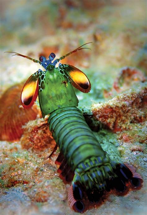 Mantis shrimp | Colorful, Speedy, Adaptable | Britannica