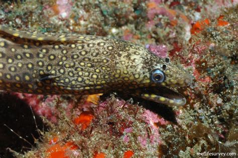 Muraena lentiginosa - Jewel moray | Reef Life Survey