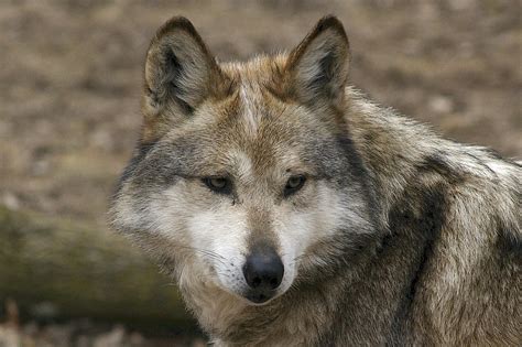 Mexican gray wolf | Canis lupus baileyi | Valerie | Flickr