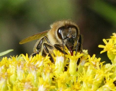 So entsteht Honig - Honig und Bienen erklärt Ihnen, was die Biene macht