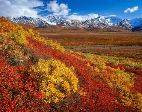 Autumn colors in the Alaska Range, Denali National Park — Stephen ...