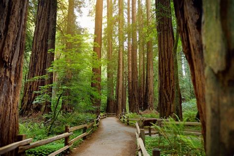 Muir Woods National Monument | Drive The Nation