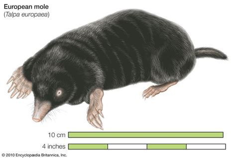 Russian desman | mammal | Britannica