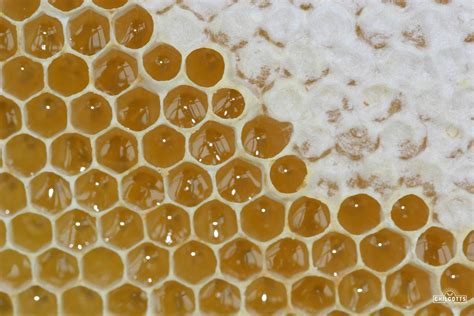 Local Honey From Bees in Bickington & Fremington, North Devon