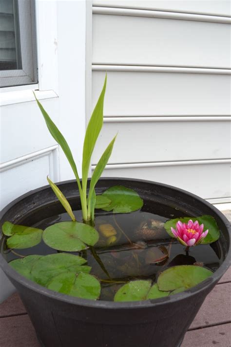 Growing Water Lily in a Container | Whats Ur Home Story