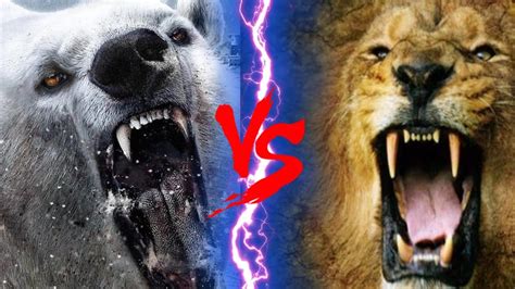 BARBARY LION VS POLAR BEAR - Barbary Lion VS Polar Bear Who Would Win ...