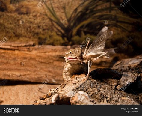 Bearded Dragon Lizard Eating Stock Photo & Stock Images | Bigstock