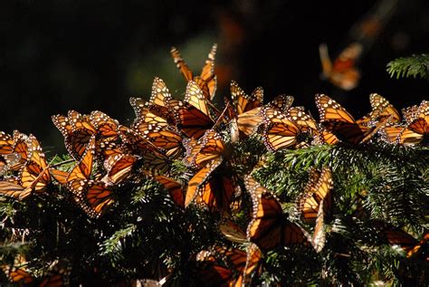 Monarch butterfly sanctuary, El Rosario, Michoacan | Flickr