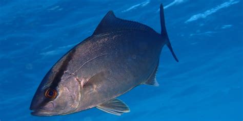 Greater Amberjack: Characteristics, habitat cultivation and more....