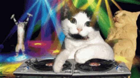 Dj Cats GIF - Dj Cats Disco - Discover & Share GIFs