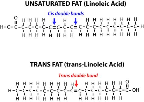 Lipids | Biology | Visionlearning