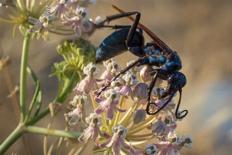 Tarantula Hawk Sting Pain - What To Do If You Get Stung? - What's That Bug?