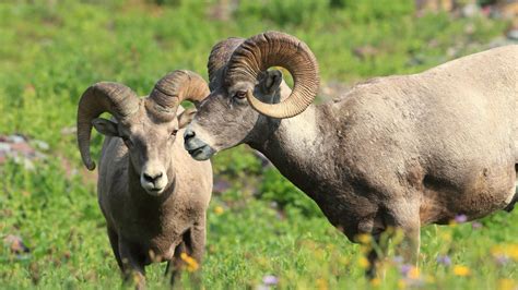 The Traveler's Guide to Glacier National Park Wildlife