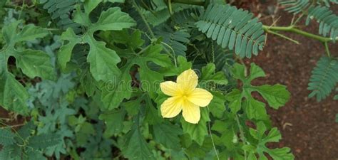 Momordica Charantia Use Full Tropical Plant Stock Image - Image of plant, full: 189778875