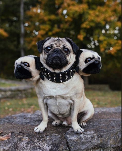 Pin by Michael S on Cosplay and Costume (not historical) | Pugs funny, Funny pug pictures, Pugs ...