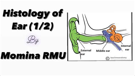 Histology of Ear (1/2) | Simplified | Ear-special senses - YouTube